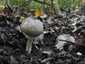 Tintaszagú csiperke (Agaricus moelleri), Budai-hegység